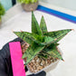 Sansevieria Riyad x spyder (H26) | Imported Plants | Rare Hybrid Species