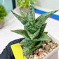 Sansevieria Riyad x spyder (H26) | Imported Plants | Rare Hybrid Species