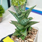 Sansevieria Riyad x spyder (H26) | Imported Plants | Rare Hybrid Species