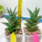 Sansevieria Riyad x spyder (H26) | Imported Plants | Rare Hybrid Species