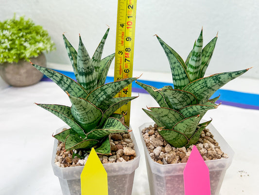Sansevieria Riyad x spyder (H26) | Imported Plants | Rare Hybrid Species