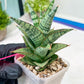 Sansevieria Riyad x spyder (H26) | Imported Plants | Rare Hybrid Species