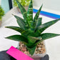 Sansevieria Conan (H27) | Imported Hybrids