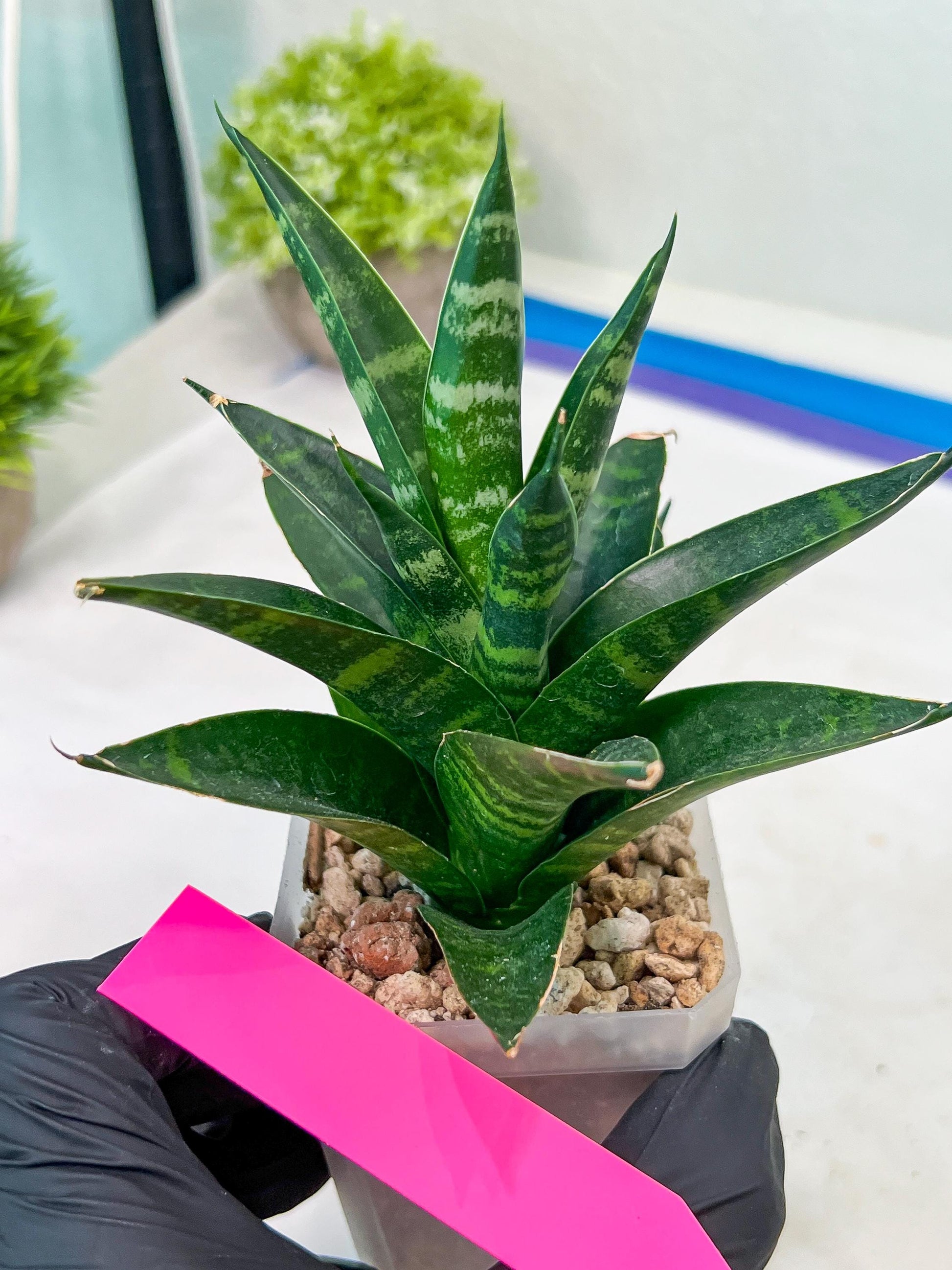 Sansevieria Conan (H27) | Imported Hybrids