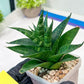 Sansevieria Conan (H27) | Imported Hybrids