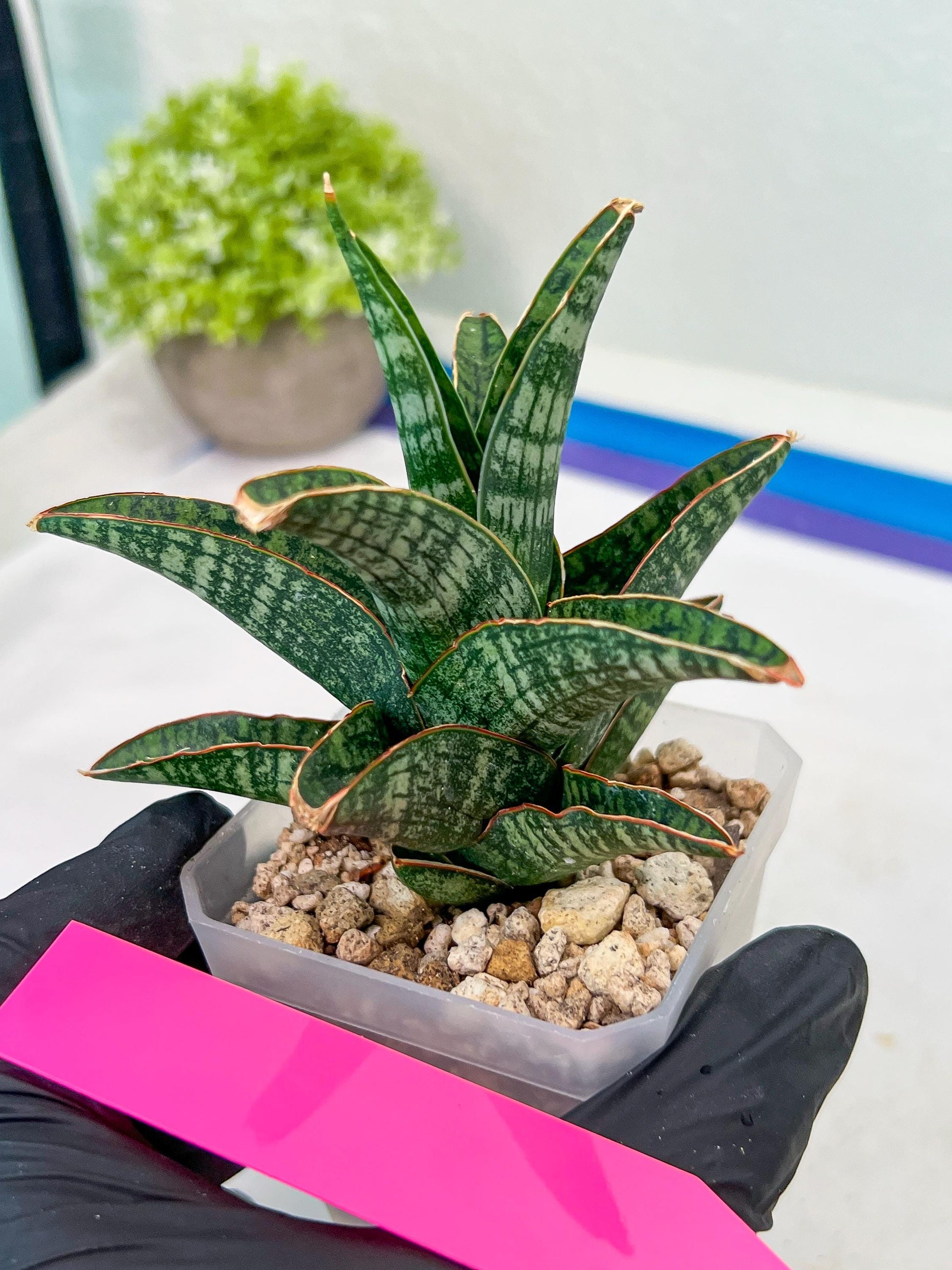Sansevieria Samosir (H29) | Imported Hybrid