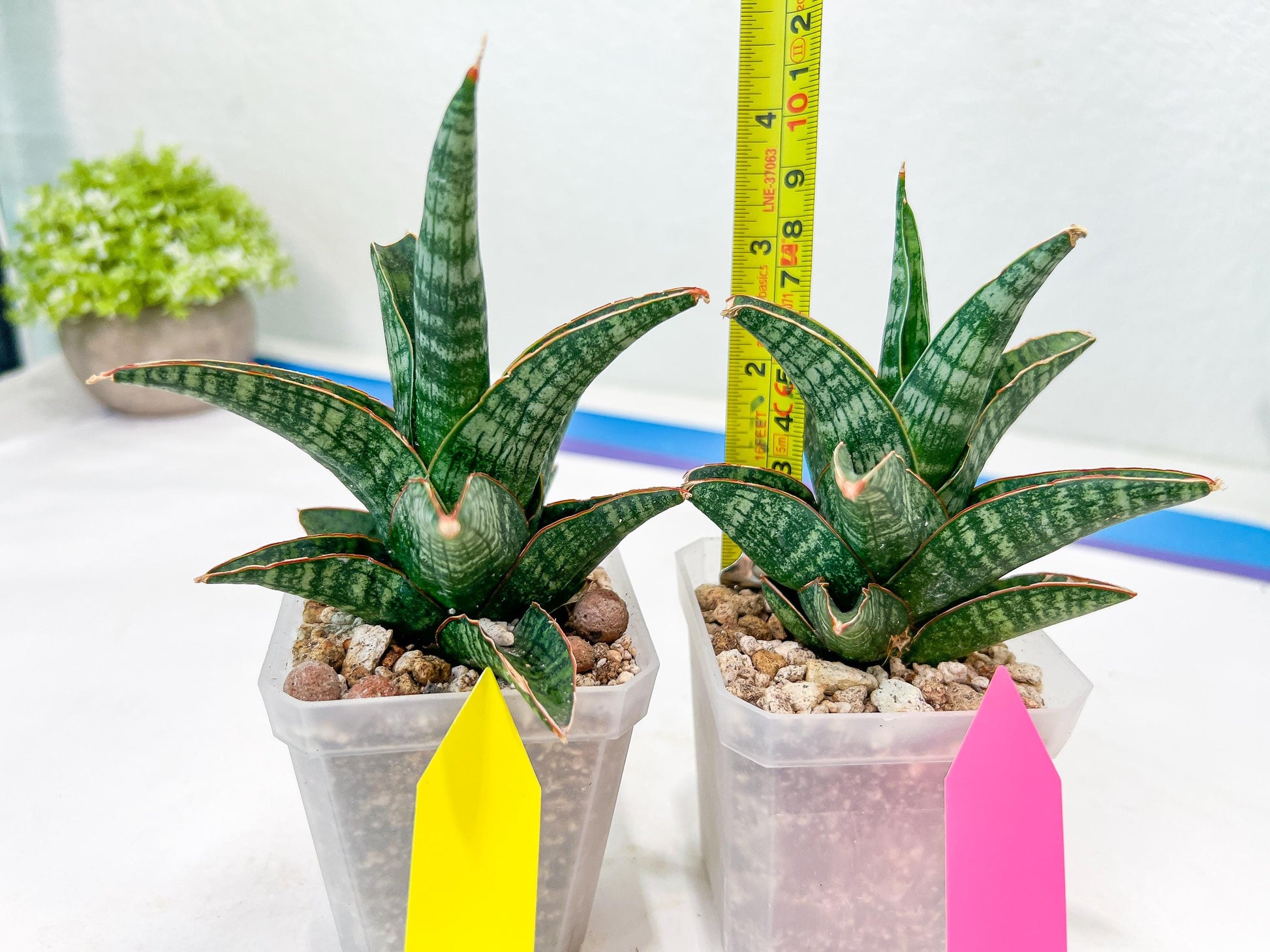 Sansevieria Samosir (H29) | Imported Hybrid