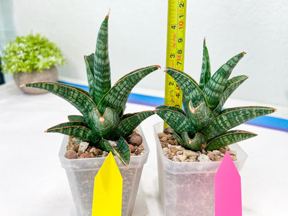 Sansevieria Samosir (H29) | Imported Hybrid