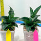 Sansevieria Mbois (H30) | Imported Snake Plant