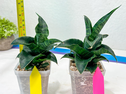 Sansevieria Mbois (H30) | Imported Snake Plant