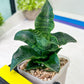 Sansevieria Mbois (H30) | Imported Snake Plant