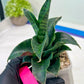 Sansevieria Mbois (H30) | Imported Snake Plant