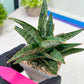 Sansevieria Sweet Celery (H31) | Imported Plants