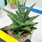 Sansevieria Sweet Celery (H31) | Imported Plants