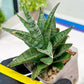 Sansevieria Sweet Celery (H31) | Imported Plants