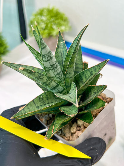 Sansevieria Sweet Celery (H31) | Imported Plants