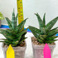 Sansevieria Sweet Celery (H31) | Imported Plants