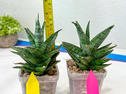 Sansevieria Sweet Celery (H31) | Imported Plants