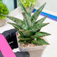 Sansevieria Sweet Celery (H31) | Imported Plants