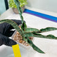 Sansevieria Nalika (#H32) | Rare Imported Snake Plants