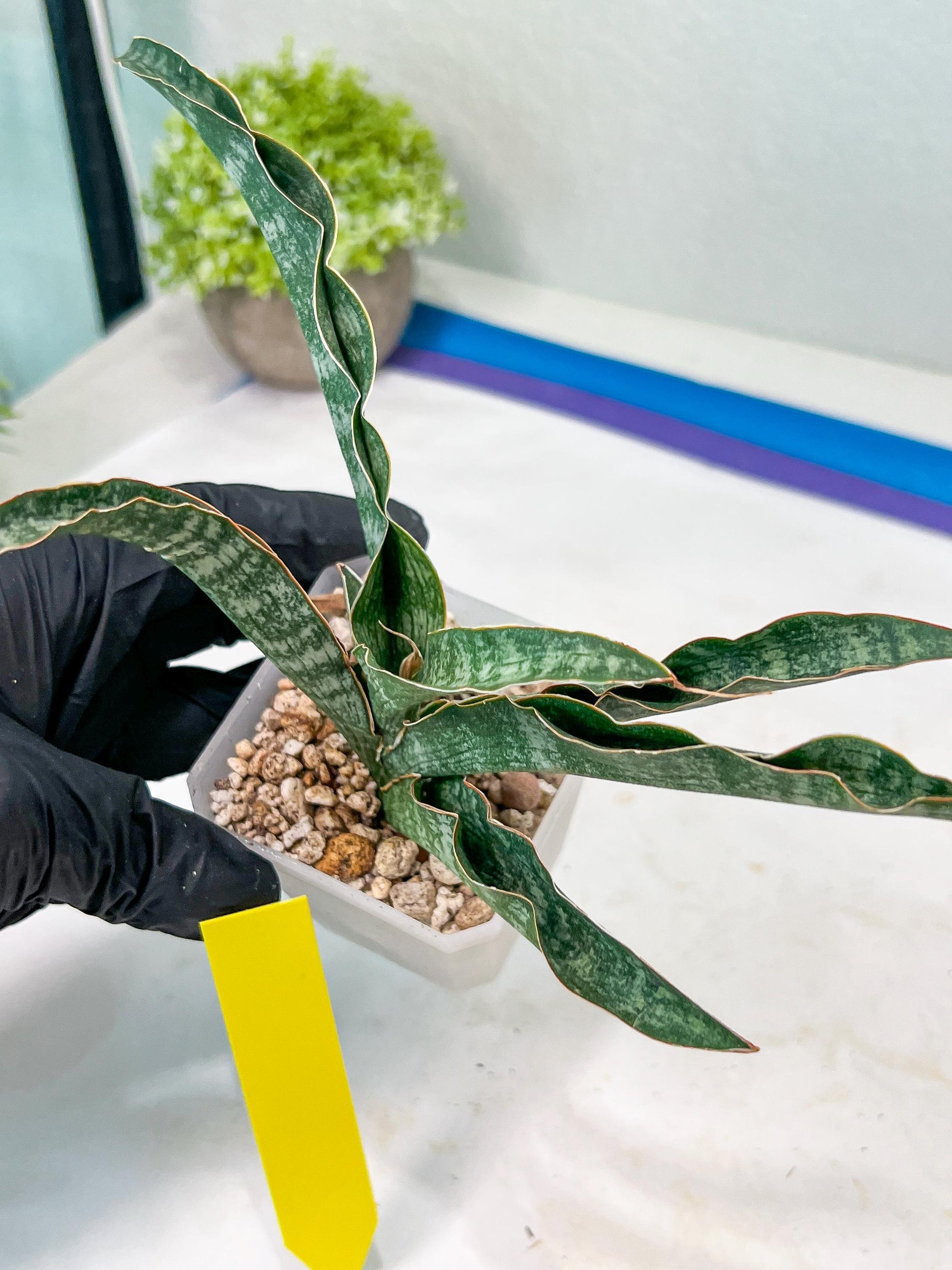 Sansevieria Nalika (#H32) | Rare Imported Snake Plants