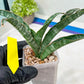 Sansevieria Nalika (#H32) | Rare Imported Snake Plants