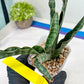 Sansevieria Nalika (#H32) | Rare Imported Snake Plants