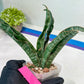 Sansevieria Nalika (#H32) | Rare Imported Snake Plants