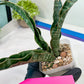Sansevieria Nalika (#H32) | Rare Imported Snake Plants