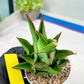 Sansevieria Armanu (#H33) | Imported Hybrid Snake Plants