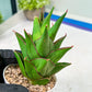 Sansevieria Armanu (#H33) | Imported Hybrid Snake Plants