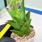 Sansevieria Armanu (#H33) | Imported Hybrid Snake Plants