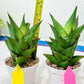 Sansevieria Armanu (#H33) | Imported Hybrid Snake Plants