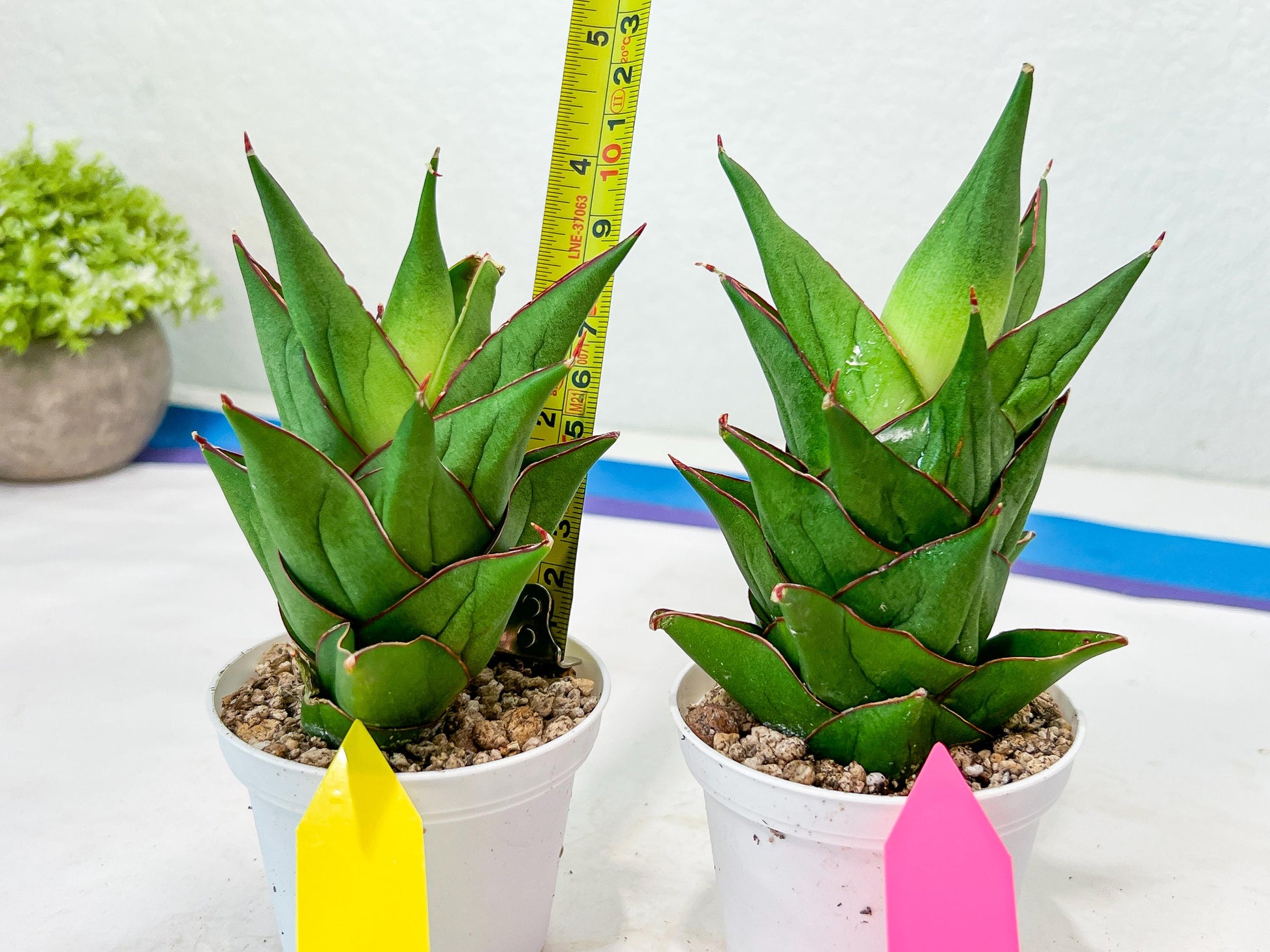 Sansevieria Armanu (#H33) | Imported Hybrid Snake Plants