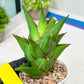 Sansevieria Armanu (#H33) | Imported Hybrid Snake Plants