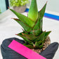 Sansevieria Armanu (#H33) | Imported Hybrid Snake Plants