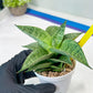 Sansevieria Bidadari (#H34) | Imported Hybrids