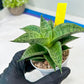 Sansevieria Bidadari (#H34) | Imported Hybrids