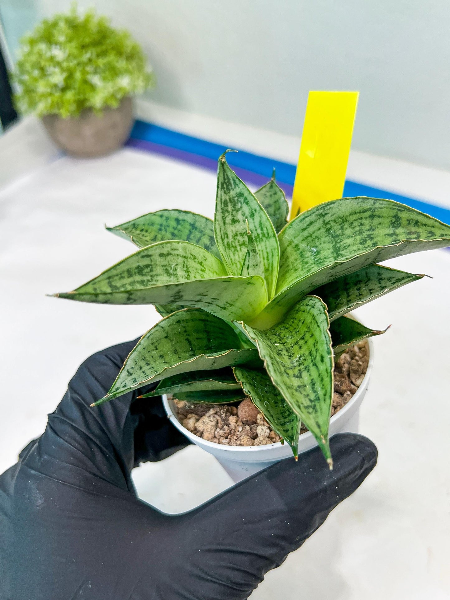 Sansevieria Bidadari (#H34) | Imported Hybrids