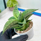 Sansevieria Bidadari (#H34) | Imported Hybrids