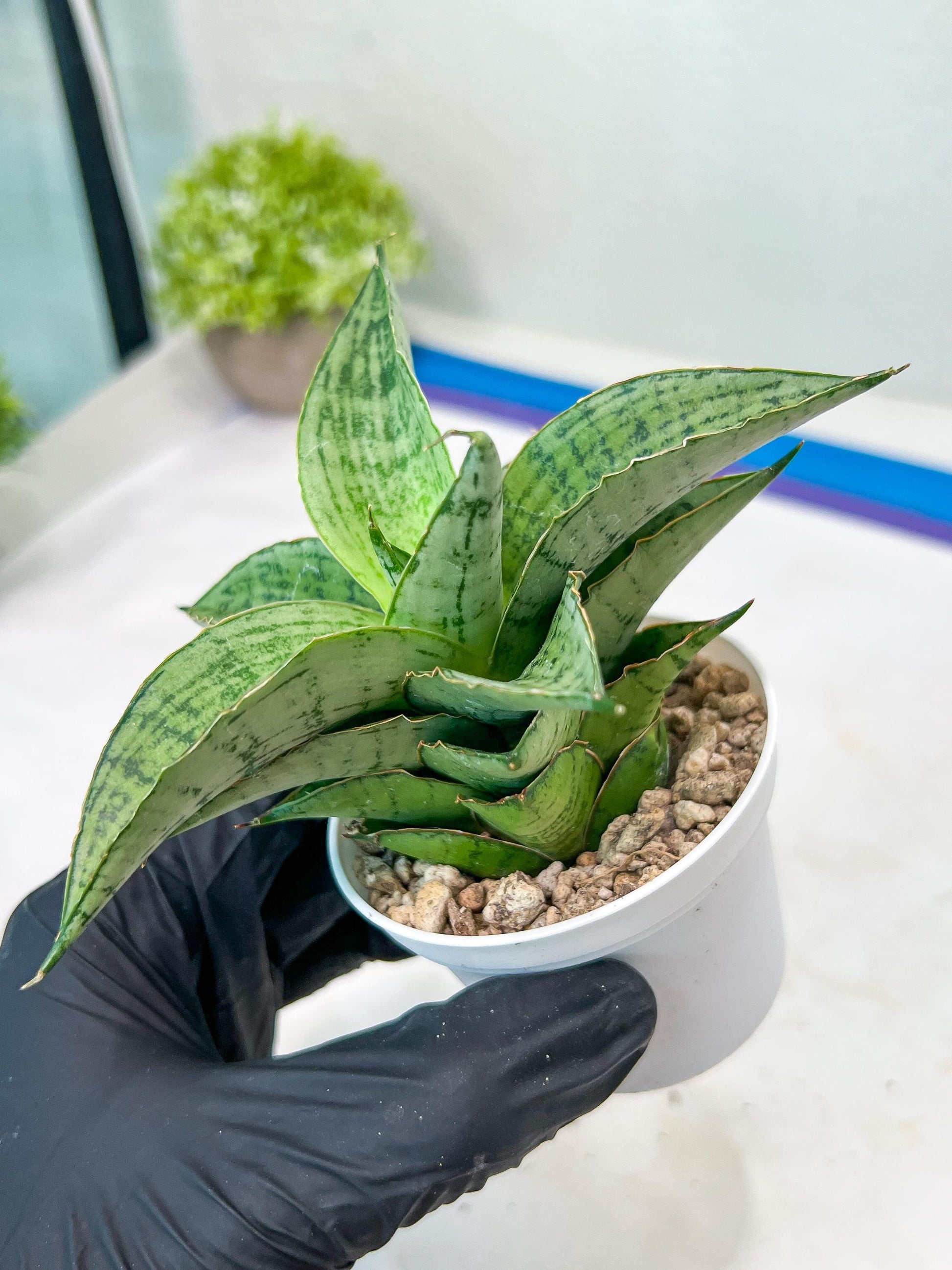 Sansevieria Bidadari (#H34) | Imported Hybrids