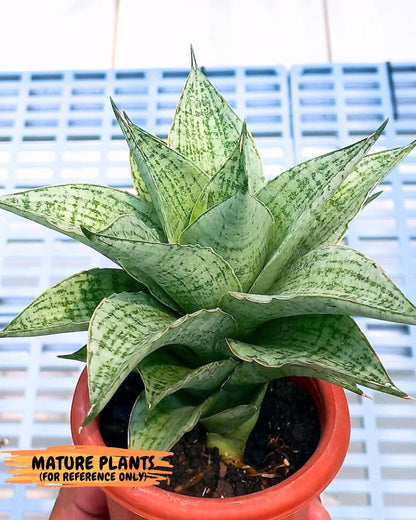 Sansevieria Bidadari (#H34) | Imported Hybrids