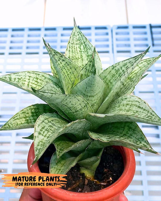 Sansevieria Bidadari (#H34) | Imported Hybrids