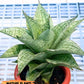 Sansevieria Bidadari (#H34) | Imported Hybrids