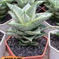 Sansevieria Bidadari (#H34) | Imported Hybrids