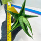 Sansevieria Dampit (#H37) | Imported New Hybrids