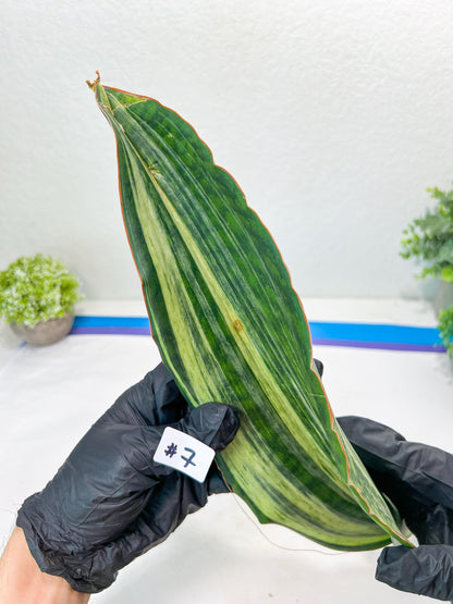 Sansevieria Masoniana BRUDA (#7) | Hybrid of Masoniana Var x Eliptica Var