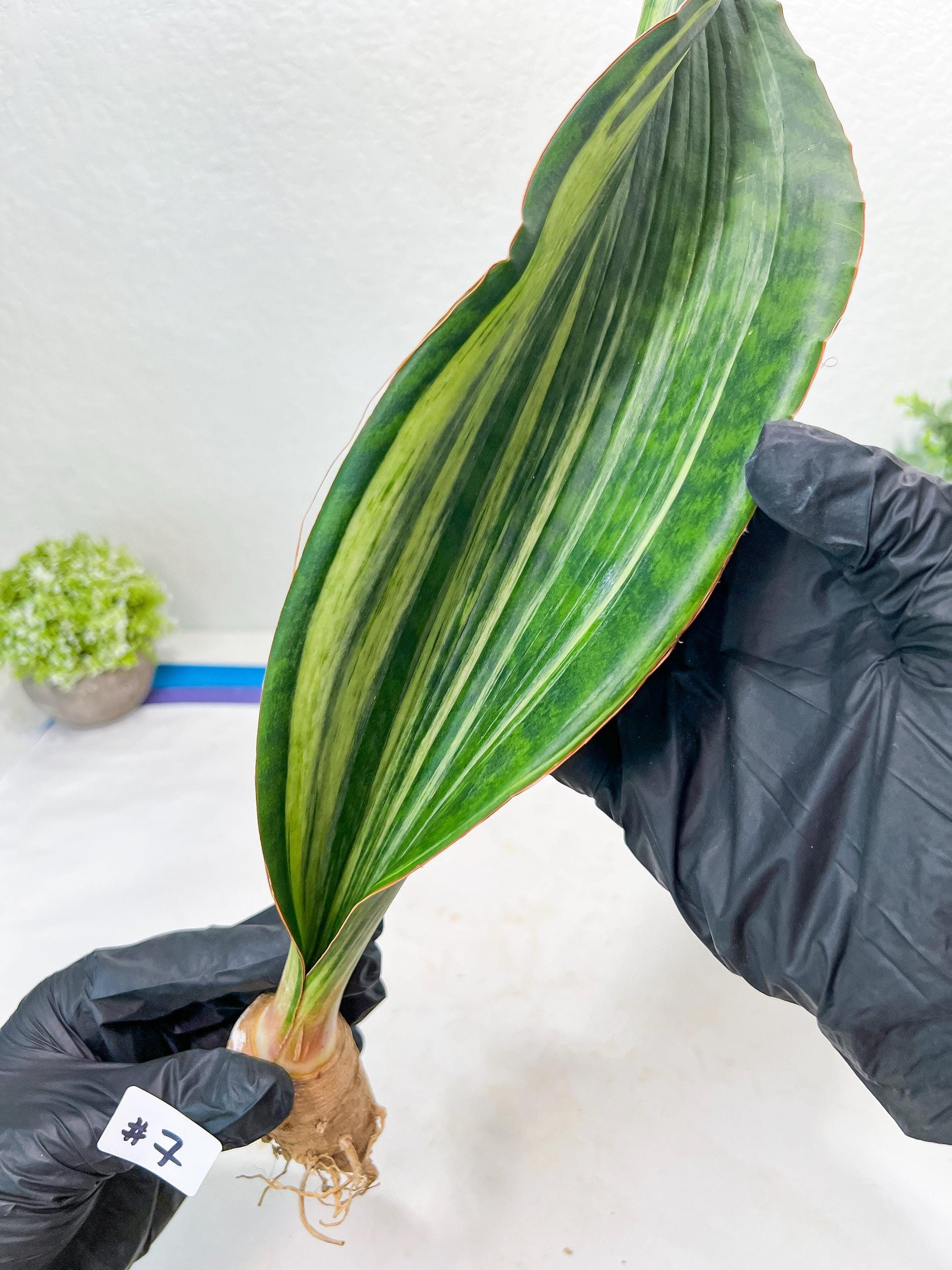 Sansevieria Masoniana BRUDA (#7) | Hybrid of Masoniana Var x Eliptica Var