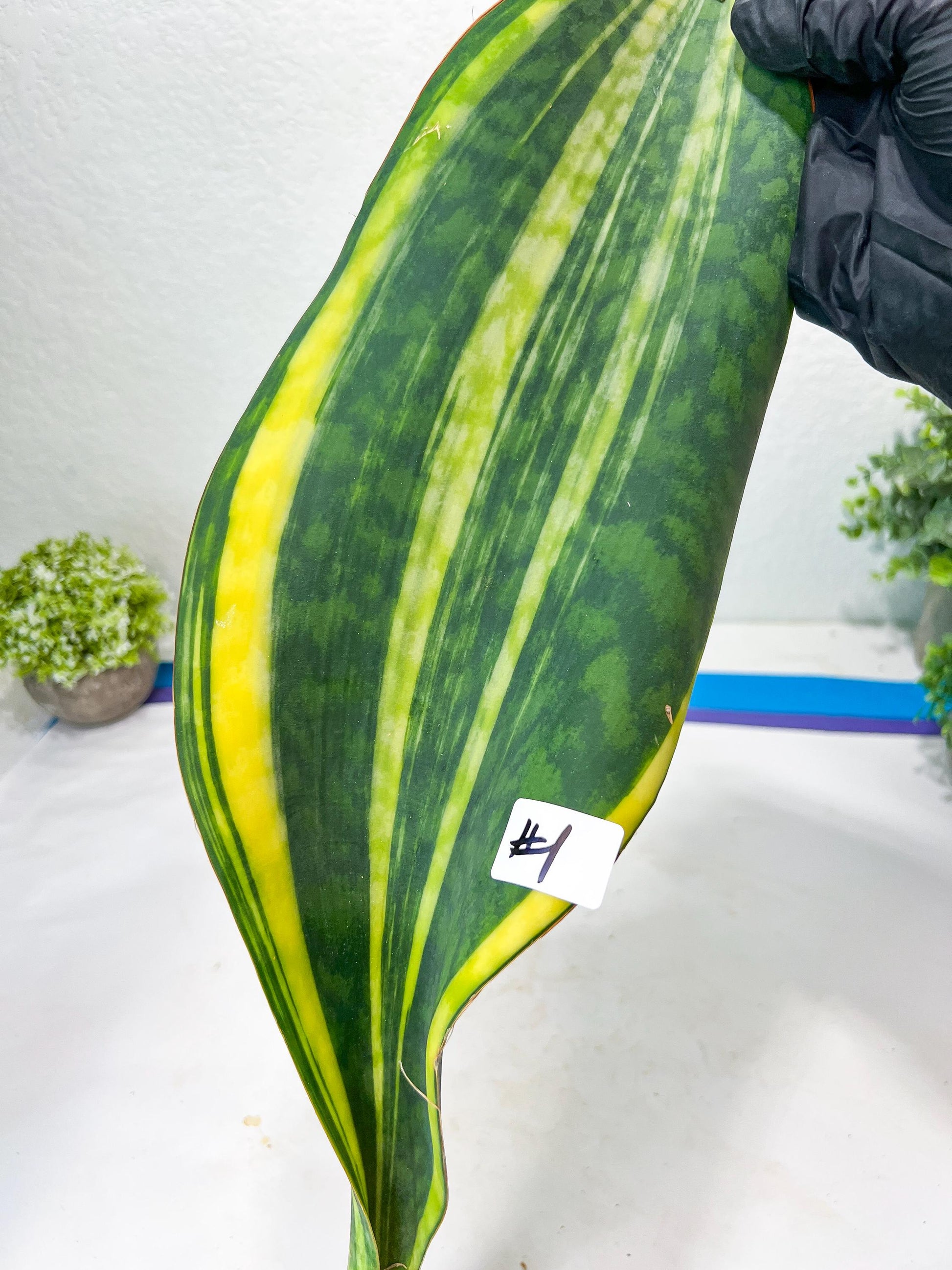 Sansevieria Masoniana Congo #1 | Imported Plants
