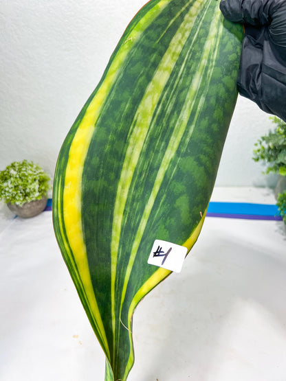 Sansevieria Masoniana Congo #1 | Imported Plants